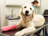 Votre santé est assurée. Et celle de votre chien ?