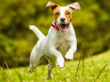 Alimentation : offrez à votre chien le meilleur