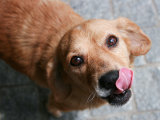 Un chien bien nourri, c’est un chien en bonne santé