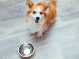 Alimentation : offrez à votre chien le meilleur