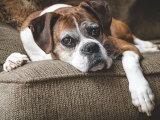 Soulagez l'arthrite de votre chien… au naturel !