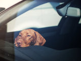 Pour un chien serein en voiture, pensez CBD !