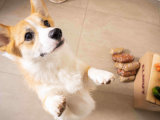 Alimentation : offrez à votre chien le meilleur