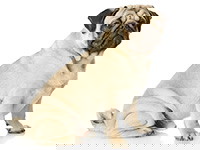 Races De Chiens De Chine