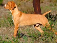 Races De Chiens De Portugal