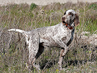 Races De Chiens Despagne