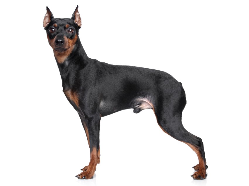 Pinscher Nain Caractere Education Sante Entretien Prix