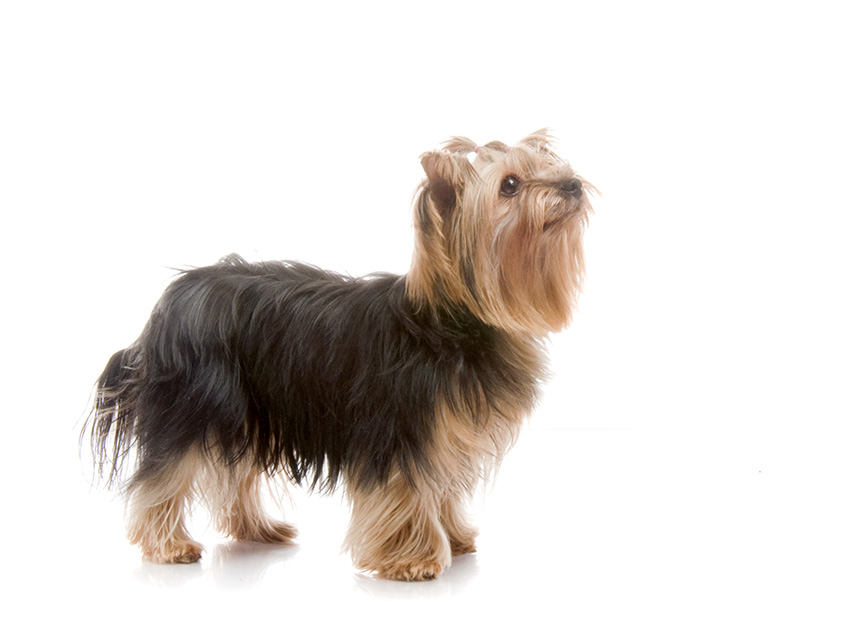 Yorkshire Terrier Caractère Et éducation Santé Et