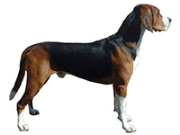 Races De Chiens Commençant Par H