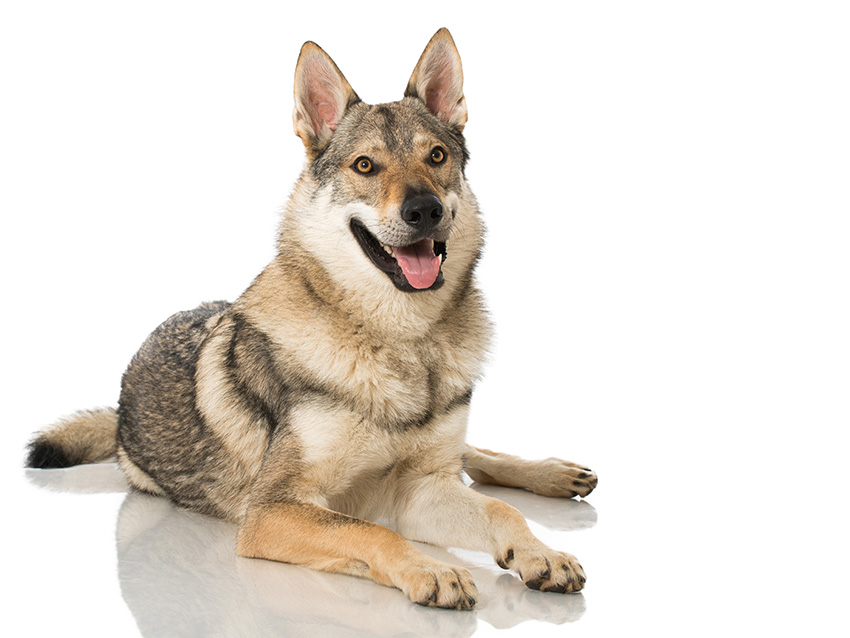 Chien Loup Tchécoslovaque Caractère Et éducation Santé Et