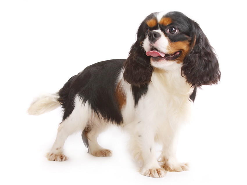 levage De Cavalier King Charles Spaniel Annuaire Des leveurs De levage De Cavalier King Charles Spaniel Annuaire Des leveurs De