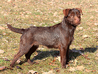 Races De Chiens Commençant Par P