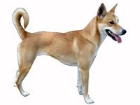 American Dingo