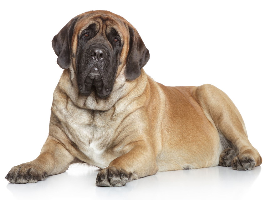 Mastiff Caract re ducation Sant Entretien Prix Mastiff Caract re ducation Sant Entretien Prix