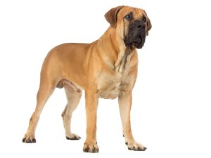 Boerboel : caractère et éducation, santé et entretien, prix...