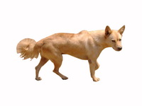 Cambodian Razorback Dog