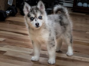 Pomeranian hot sale husky prix