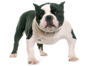 American Bully Caractère Et éducation Santé Et Entretien