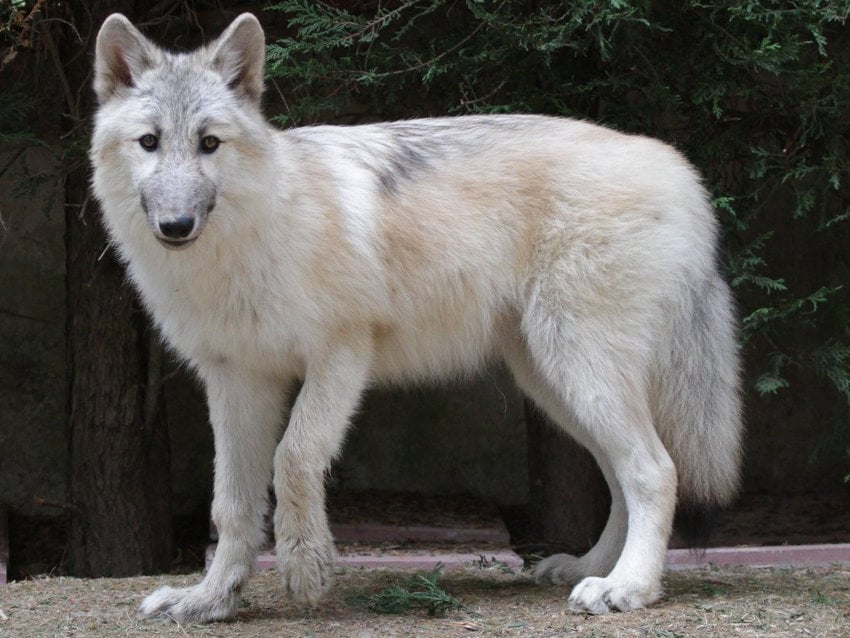 Chien Loup Americain Caractere Education Sante Entretien Prix