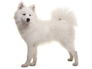 Education Chien Chiot Bebe Samoyede