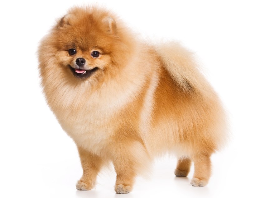 chien race pomeranian