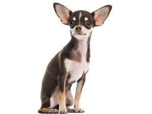Nos conseils pour choisir les accessoires indispensables d'un Chihuahua