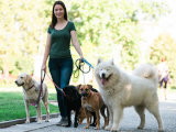 Une femme en train de promener quatre chiens de différences races et différentes couleurs.