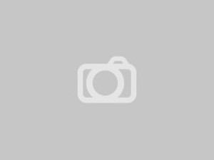 Annonce Chiens à donner