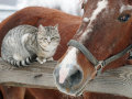 Un chat installé sur une barrière en bois sur laquelle un cheval pose la tête.