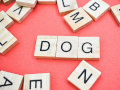 Des carrés en bois comportant différentes lettres, dont celles du mot « dog ».