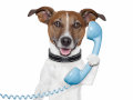 Un chien en train de répondre au téléphone.