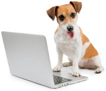 Un chien en train d'utiliser un ordinateur portable.