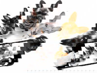 Un groupe de chiens fait un selfie