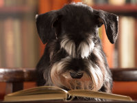 Un chien lit un livre dans une bibliothèque