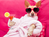 Image amusante d'un chien en peignoir avec un cocktail