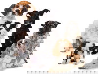 5 chiens de races différentes