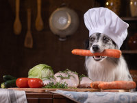 Un chien déguisé en cuisinier avec des légumes