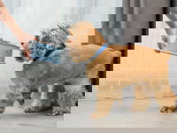 Une femme donne la gamelle à son chien