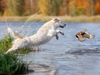 Un Golden Retriever sautant dans l'eau pour attraper un canard.