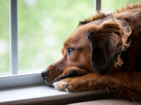 Un chien triste regarde par la fenêtre