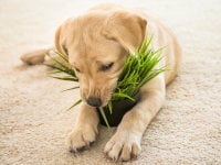 Un chien mange une plante verte