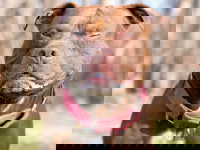 Un chien fait un clin d'oeil