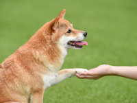 Une femme apprend "donne la patte" à son chien