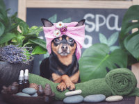 Un chien avec une serviette autour de la tête et entouré de produits naturels dans un spa.