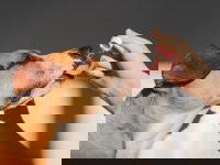 Une femme donne du CBD avec une pipette à son chien