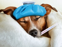 Un chien avec de la fièvre et une bouillotte sur la tête