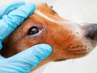 Un vétérinaire examine l'oeil d'un Jack Russel