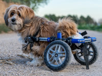 Un petit chien paralysé marche avec un fauteuil roulant