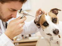Un vétérinaire examine l'oreille d'un chien