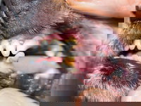 Vue proche d'un chien avec une dent de travers